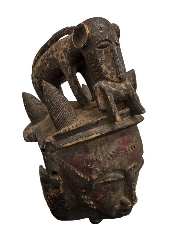 Ceremonial Leopard secret society mask with cub in mouth from Baule tribe, Ivory Coast, West Africa, African tribal art, Kutubu Arts